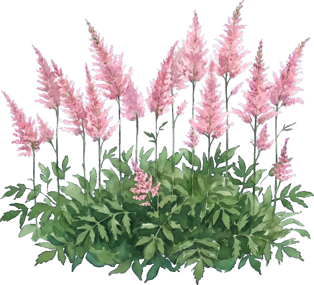Watercolor of Astilbe