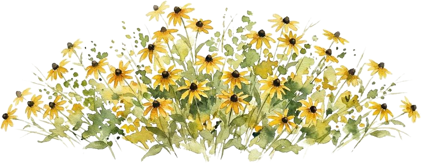 Black-Eyed Susan, watercolor