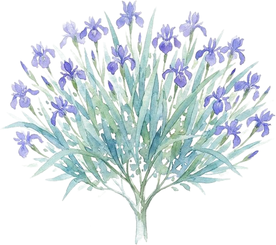 Watercolor of Blue Flag Iris