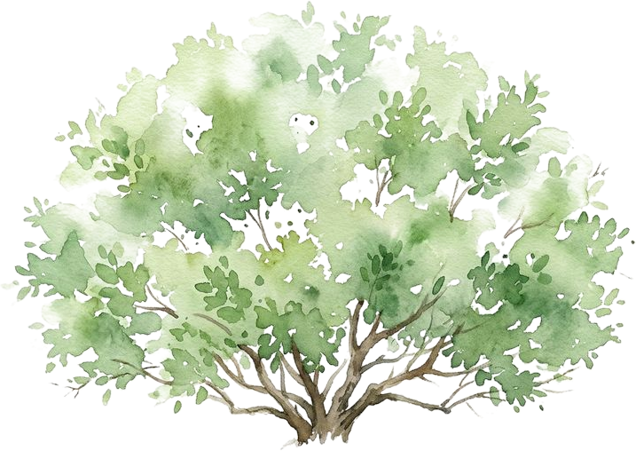 Boxwood, watercolor