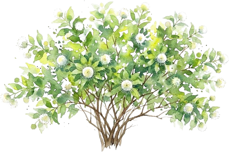 Buttonbush, watercolor