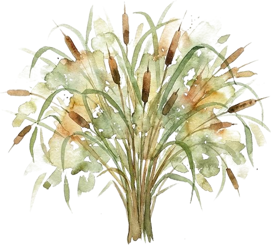 Watercolor of Common Cattail