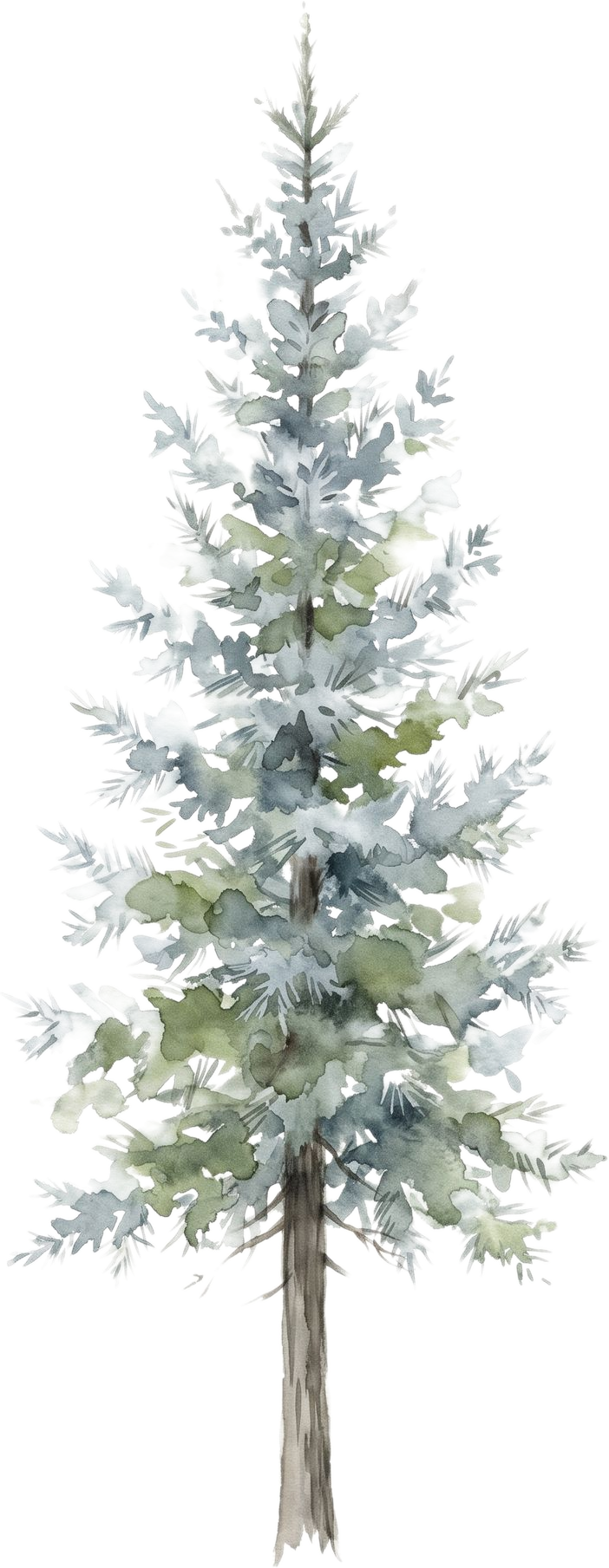 Colorado Blue Spruce, watercolor
