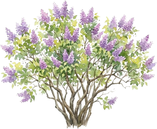 Common Lilac, watercolor