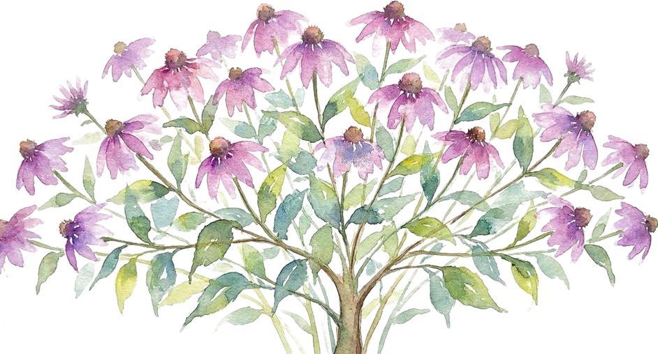 Purple Coneflower, watercolor