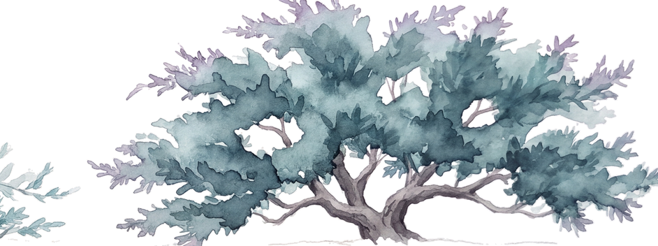 Watercolor of Creeping Juniper