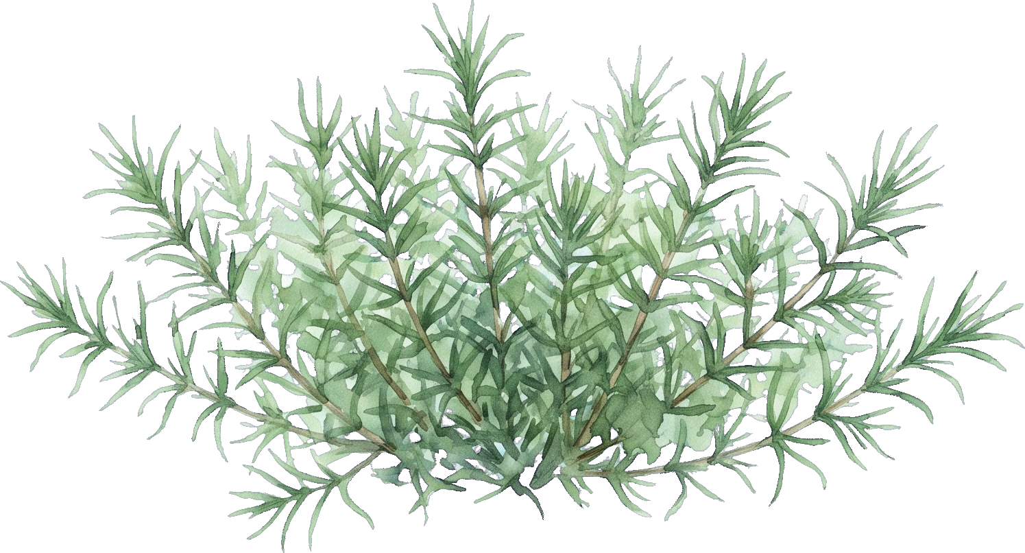 Watercolor of Creeping Phlox