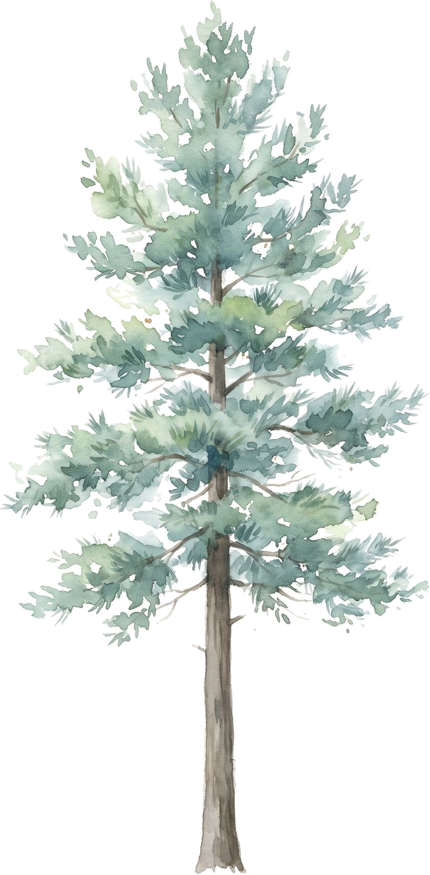 Eastern White Pine, watercolor