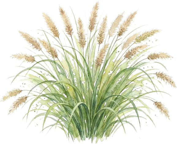 Fountain Grass, watercolor