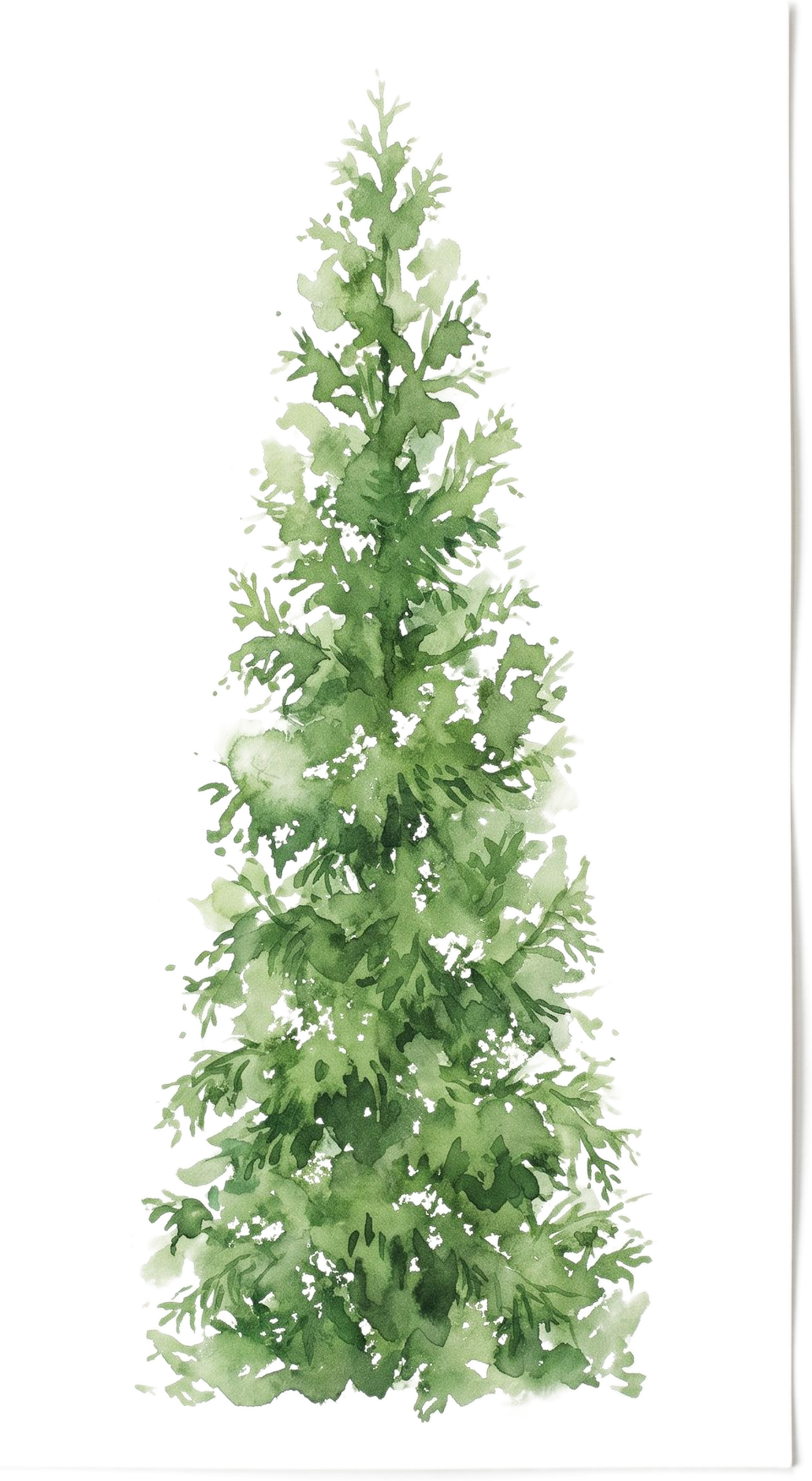 Green Giant Arborvitae, watercolor