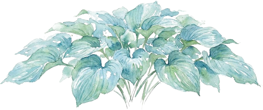Hosta, watercolor