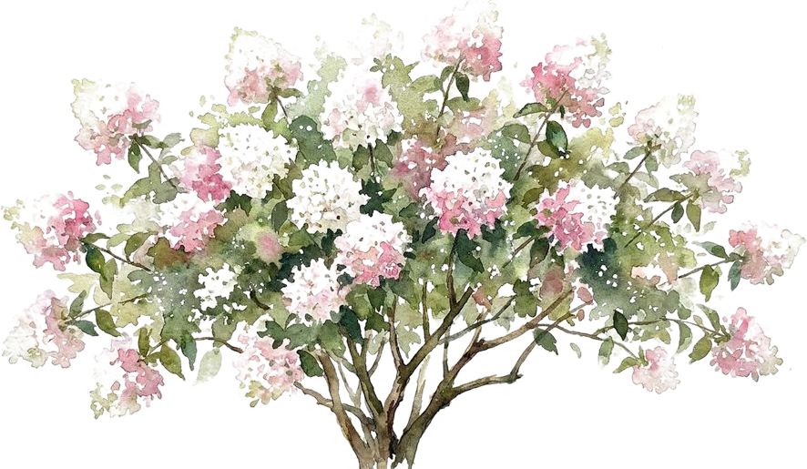 Hydrangea, watercolor