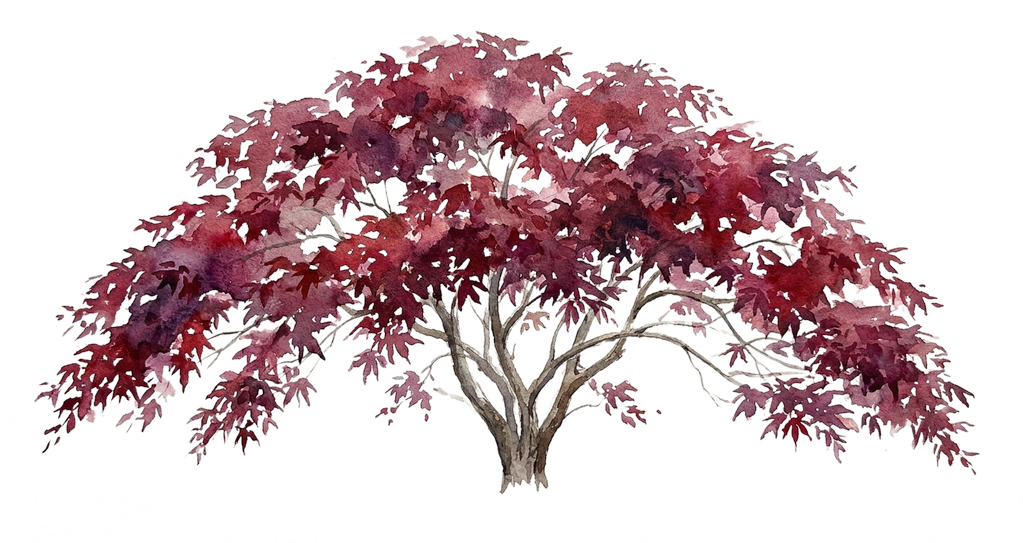 Japanese Maple, watercolor