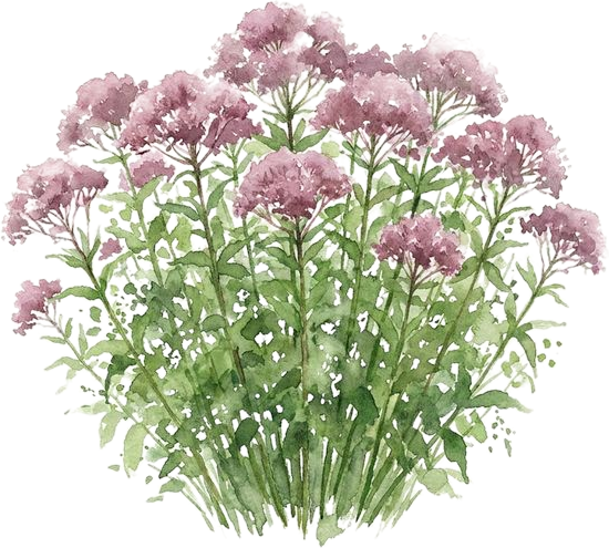 Joe Pye Weed, watercolor