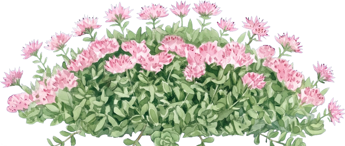Watercolor of John Creech Sedum