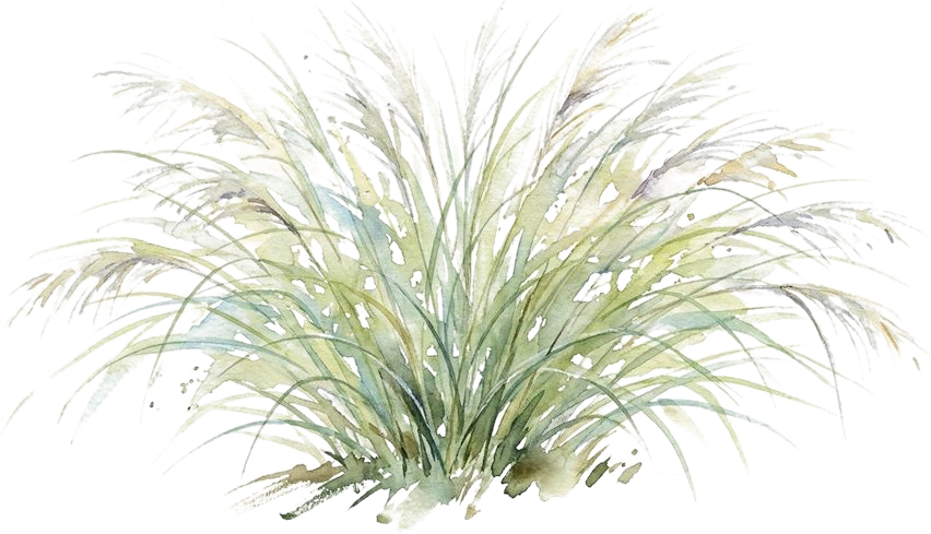 Maiden Grass, watercolor