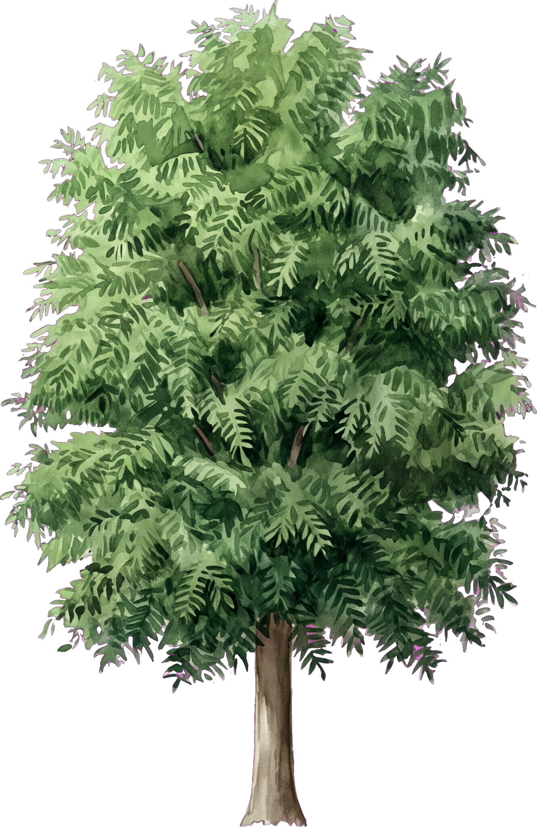 Watercolor of Pecan