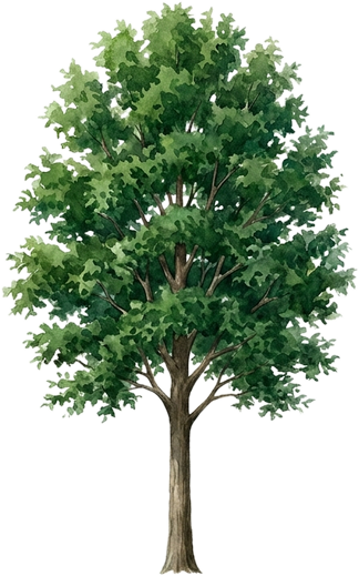 Red Maple, watercolor
