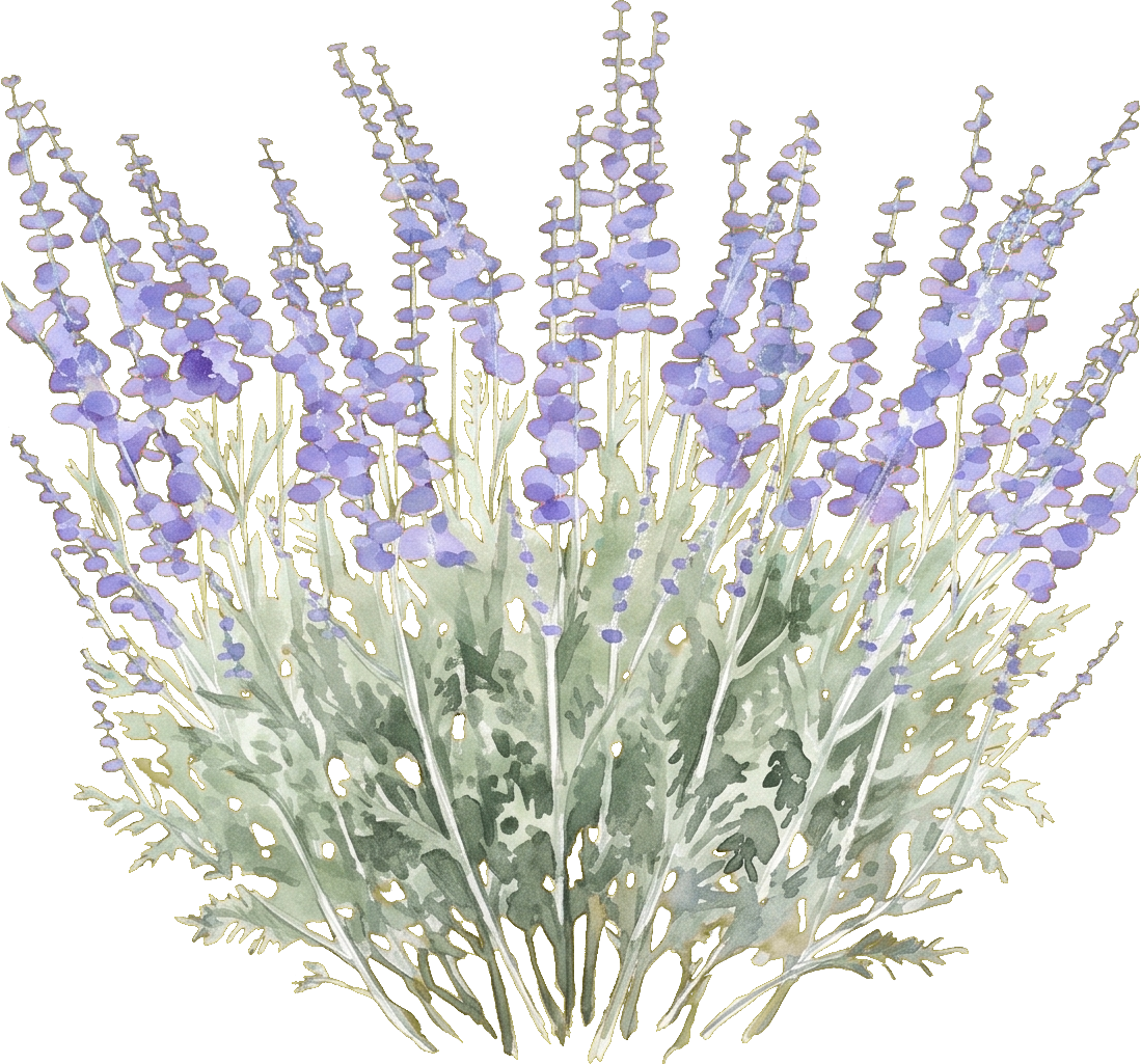 Watercolor of Russian Sage