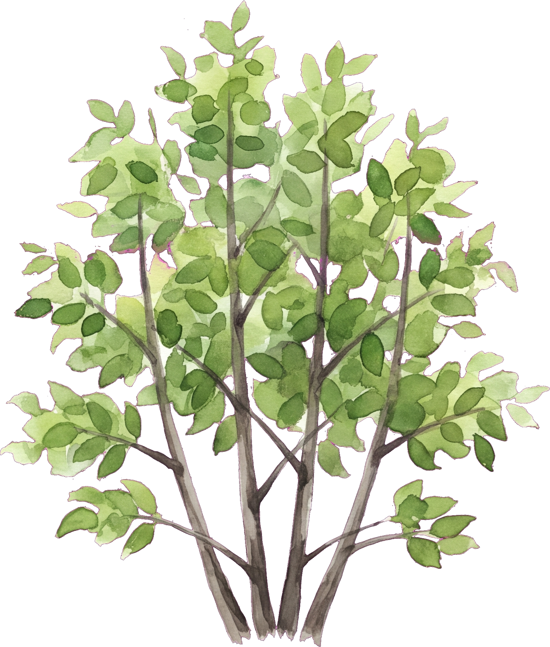 Watercolor of Serviceberry
