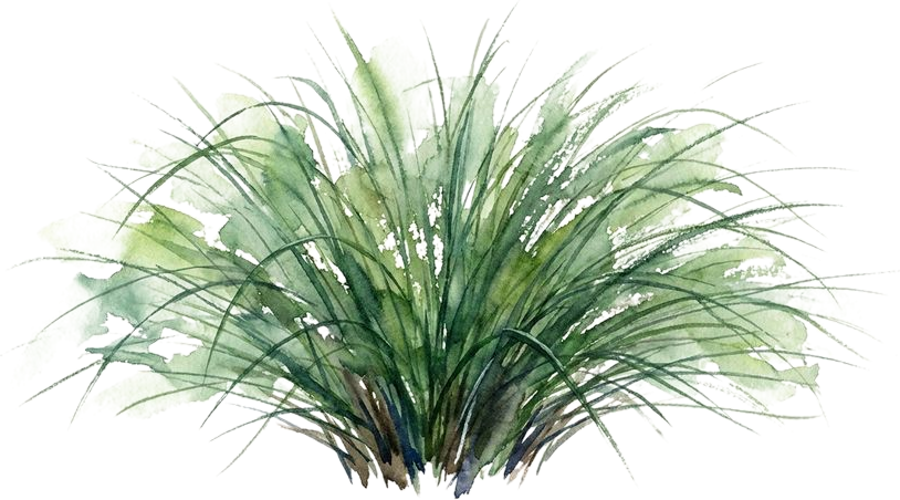 Soft Rush, watercolor