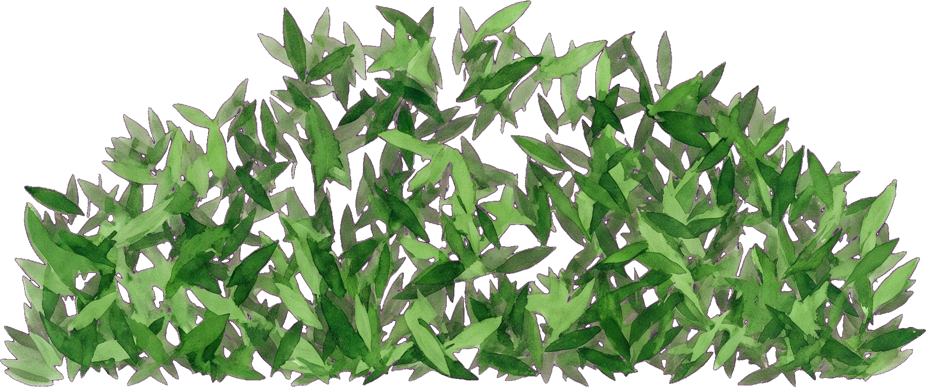 Watercolor of Sweet Woodruff