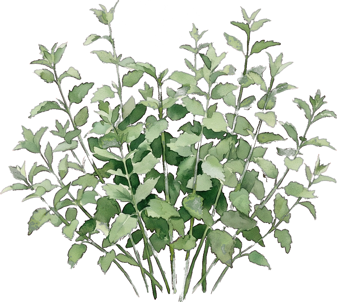 Watercolor of Walker's Low Catmint