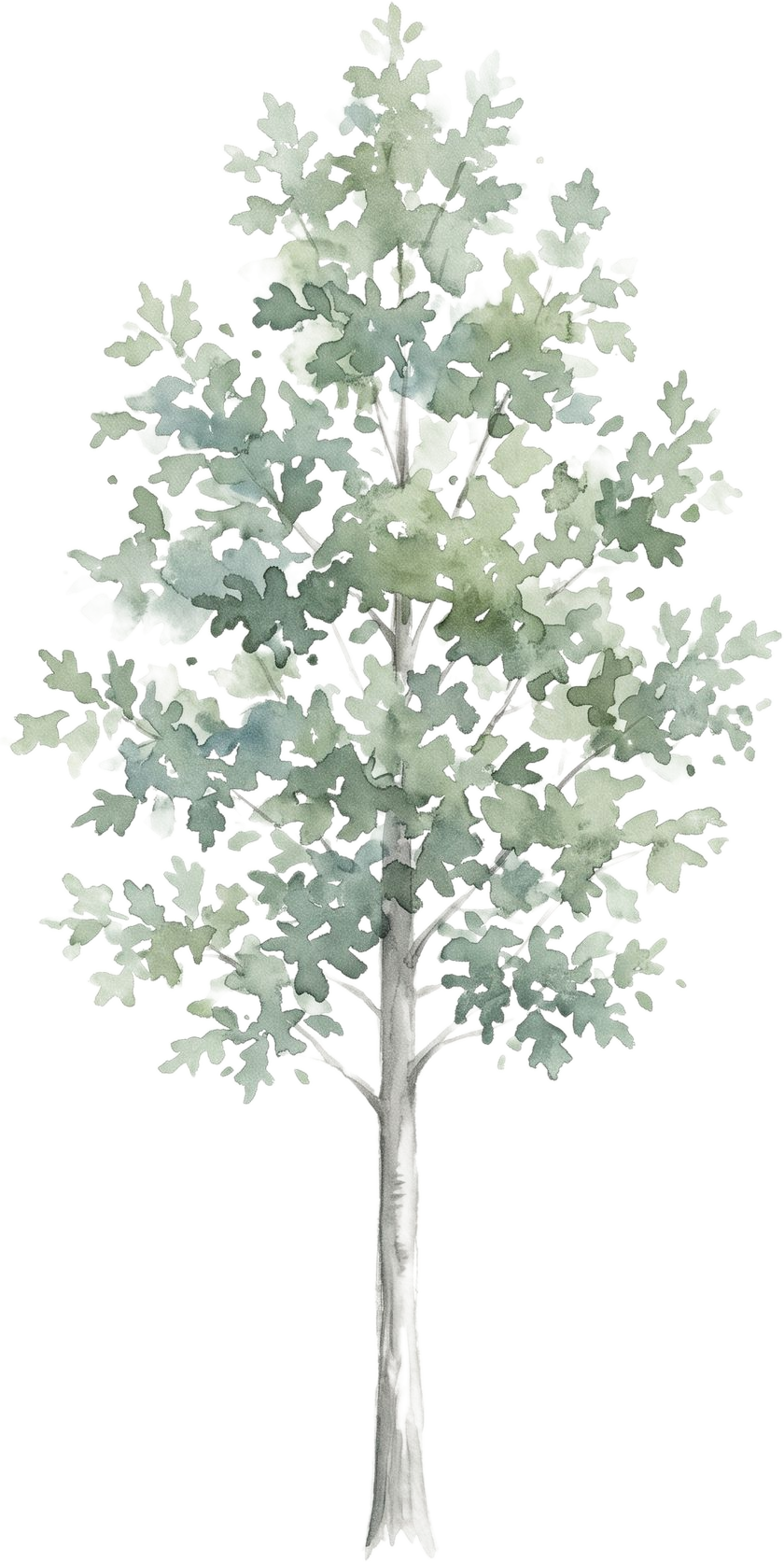 White Oak, watercolor